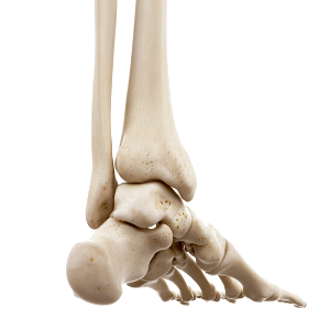 Foot skeleton 